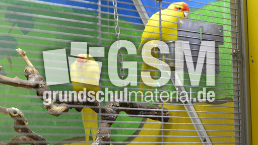 Ziegensittich (2).jpg